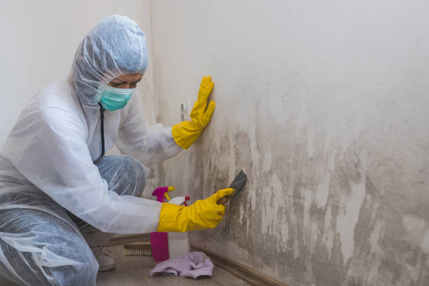 Professional Mold Removal in Evadale, TX