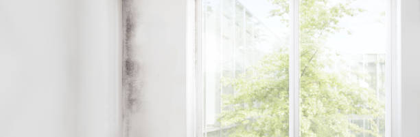 Best Commercial Mold Inspection  in Evadale, TX