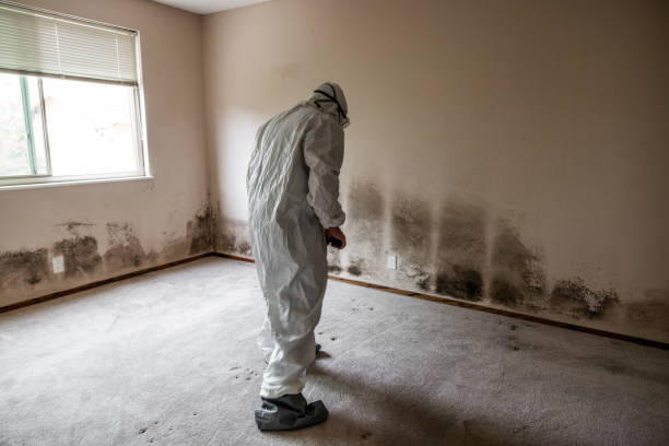 Best Basement Mold Removal  in Evadale, TX